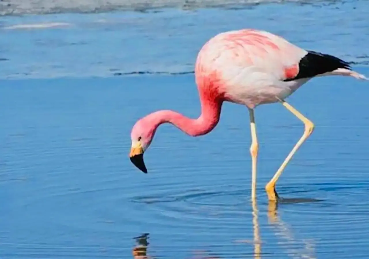 Les Flamants Roses La Capte Clim 4Pers 100M Plage Hyères Lejlighed